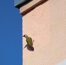 Eurasian Green Woodpecker