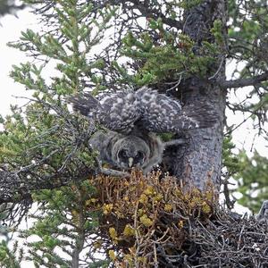 Great Grey Owl