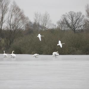 Höckerschwan