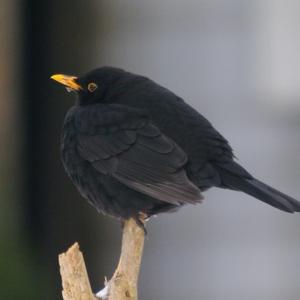 Amsel