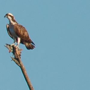 Osprey