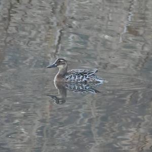 Garganey