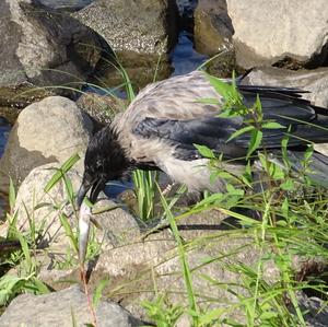 Hooded Crow