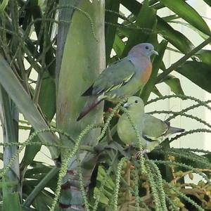 Pink-necked Green-pigeon