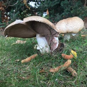 Unknown Species