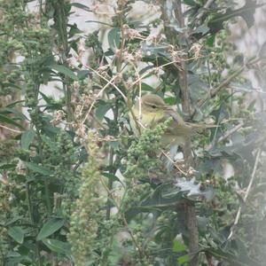 Willow Warbler