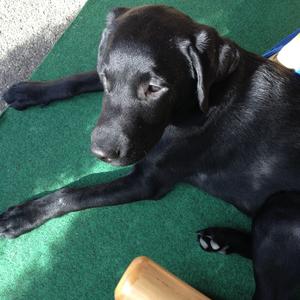 Retriever (Labrador)
