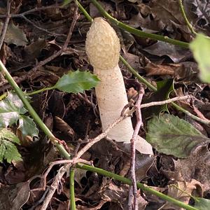 Gemeine Stinkmorchel