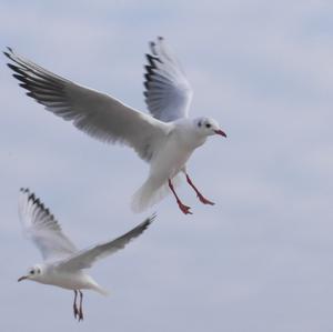 Black-headed Gull