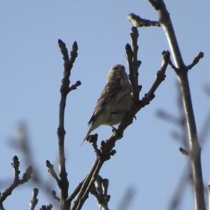 Eurasian Linnet