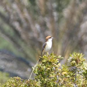 Woodchat Shrike