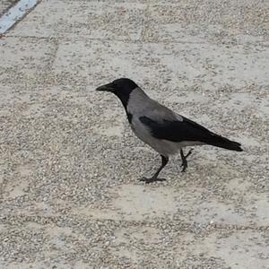 Hooded Crow