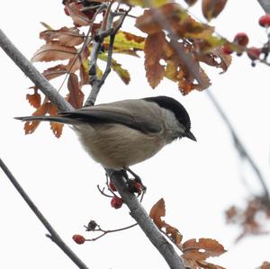 Willow Tit