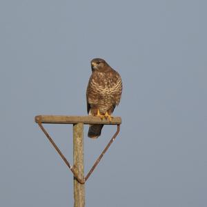 Common Buzzard