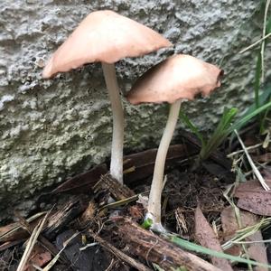 Psathyrella, Common