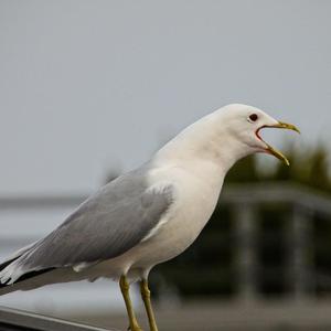 Mew Gull