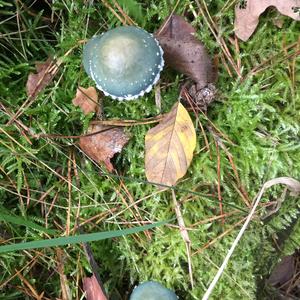Green Stropharia