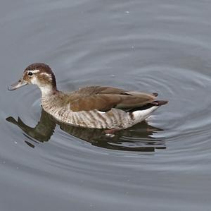 Wood Duck