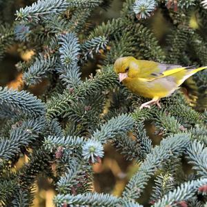 European Greenfinch