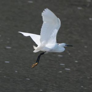 Little Egret