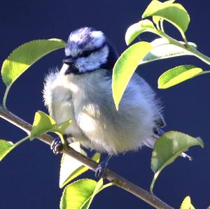 Blue Tit