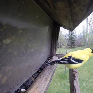 American Goldfinch
