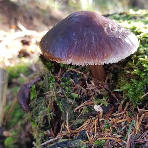 Fawn Mushroom