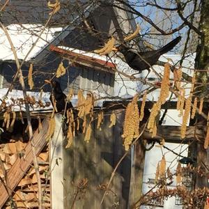 Eurasian Blackbird