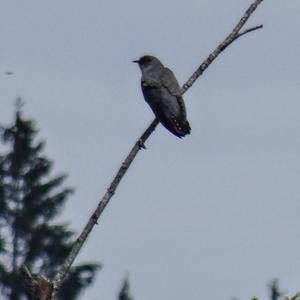 Common Cuckoo