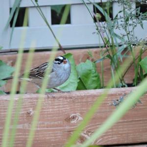 White-crowned Sparrow