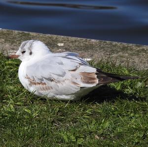 Black-headed Gull