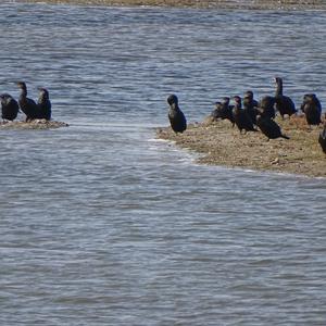 Kormoran