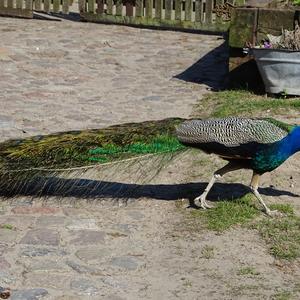 Indian Peafowl