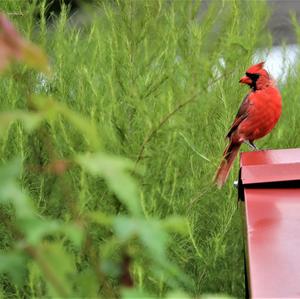 Northern Cardinal