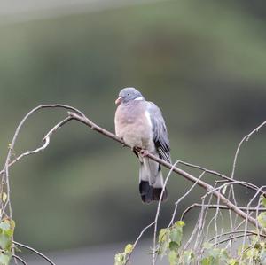 Common Wood-pigeon