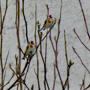 European Goldfinch