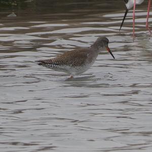 Common Redshank