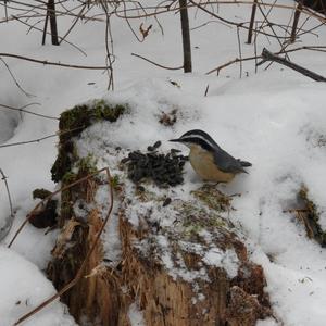 Red-breasted Nuthatch