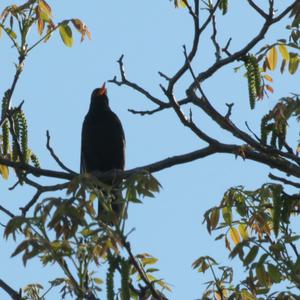 Amsel