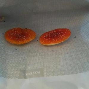 Fly Agaric