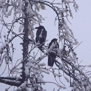 Common Raven
