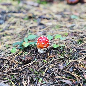 Fly Agaric