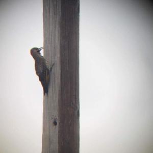 Northern Flicker