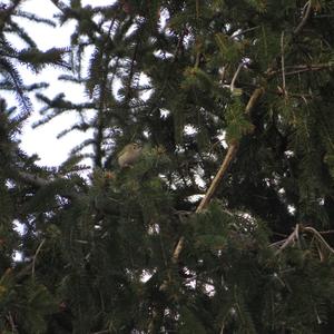 Goldcrest