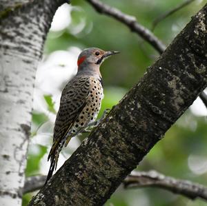 Northern Flicker