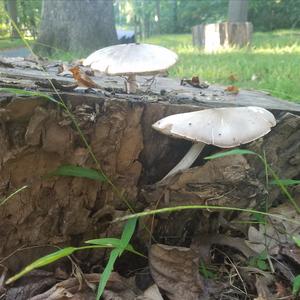 Fawn Mushroom