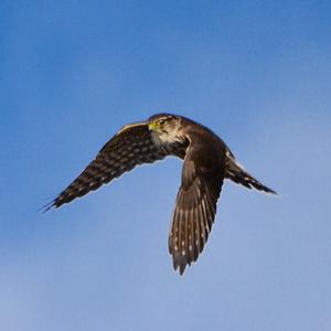 Sharp-shinned Hawk