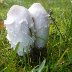 Shaggy Mane