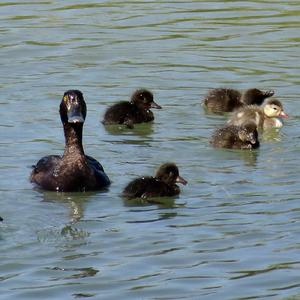 Tufted Duck