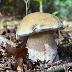 King Bolete